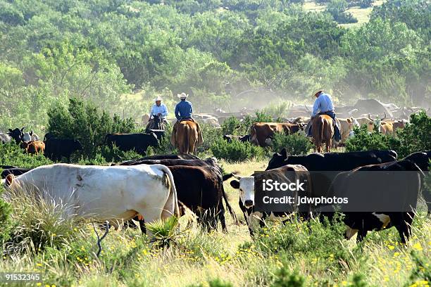 Foto de Cortando A Seco Vacas e mais fotos de stock de Texas - Texas, Gado, Rancho