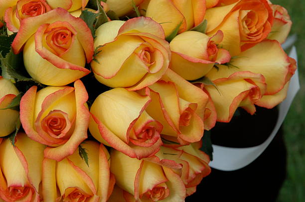 Cтоковое фото Оранжевые роз