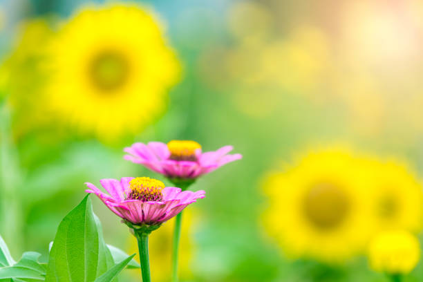 Beautiful garden flower on morning