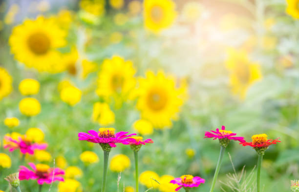 Beautiful garden flower on morning