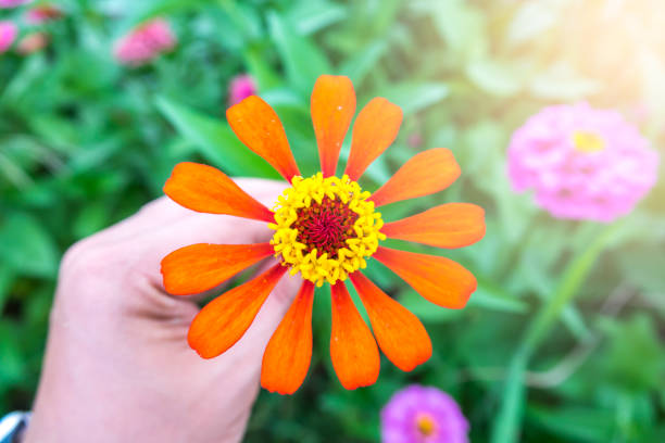 Beautiful flower in holding hand