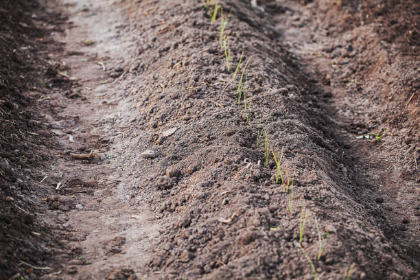istock Garlic beds. outdoor 915324838