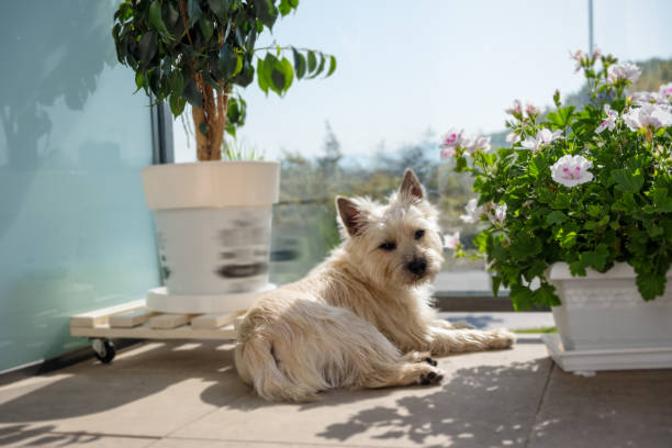 istock The Cairn Terrier on the balcony 915327454
