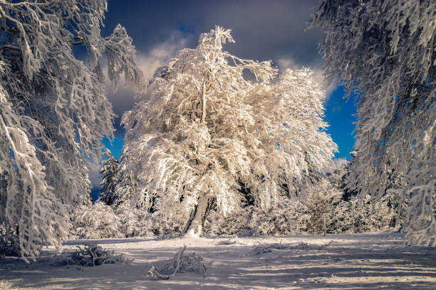 아름 다운 얼음 밤나무 삼림에 덮여. - cross country skiing black forest germany winter 뉴스 사진 이미지