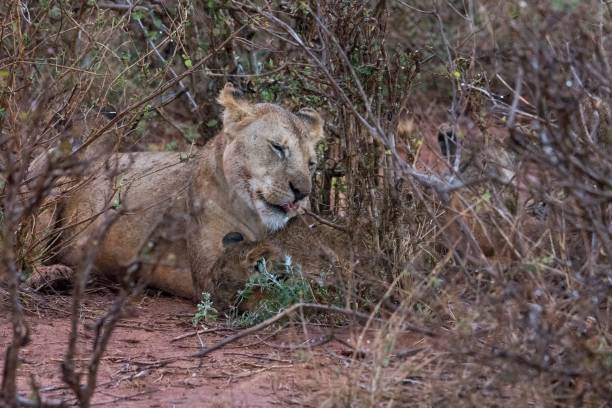 istock Leonessa, Tsavo East - Kenia 915331446