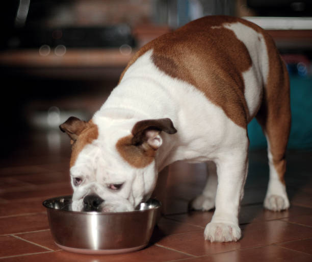 istock beautiful dog eats from her bowl 915331620