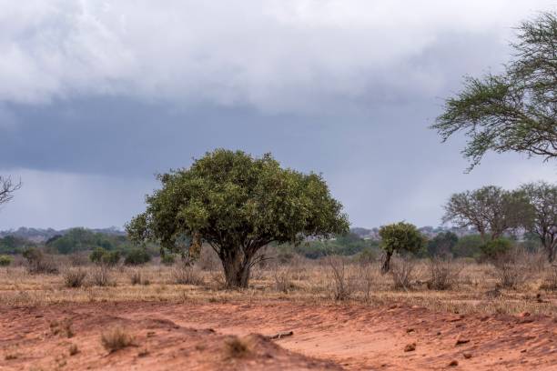 istock Paesaggio, Tsavo East - Kenia 915334668