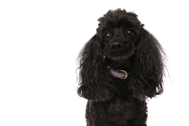 istock sad little black poodle 915335784