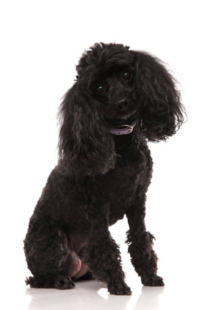 istock cute black poodle sitting and looking at the camera 915335912
