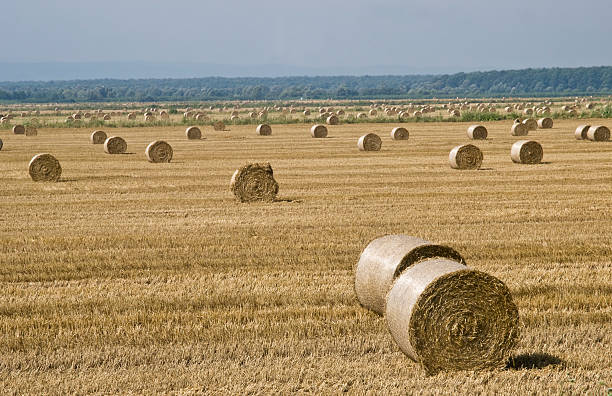 big straw bale on field, closeup