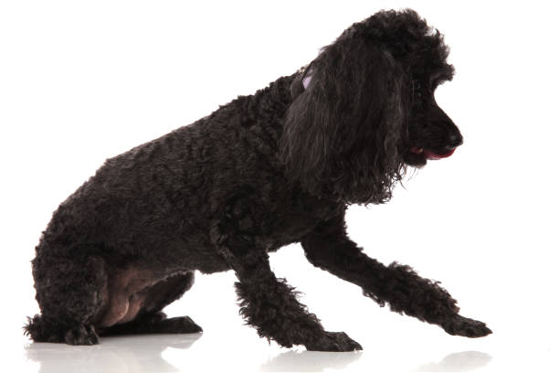 istock black poodle reachiing for something 915335974