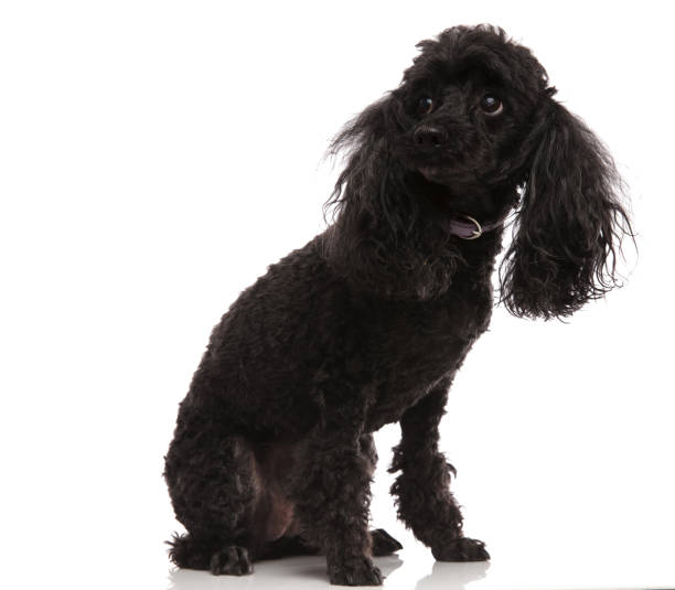 istock sad little poodle looks to side 915336254