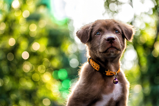 Portrait of curious Brown larador retriever puppy looking above against sunset foliage bokeh background wth copy space for text. Adorable mammal with collar. 2018 year of dog in Chinese.