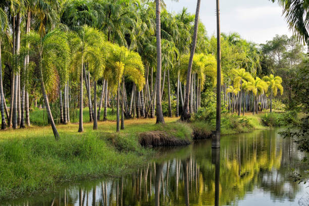 istock Palm or coconut tree farm, Agriculture 915338926