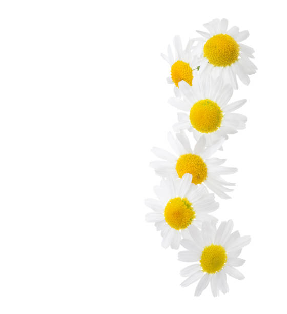 Chamomiles isolated on white background. Matricaria chamomilla