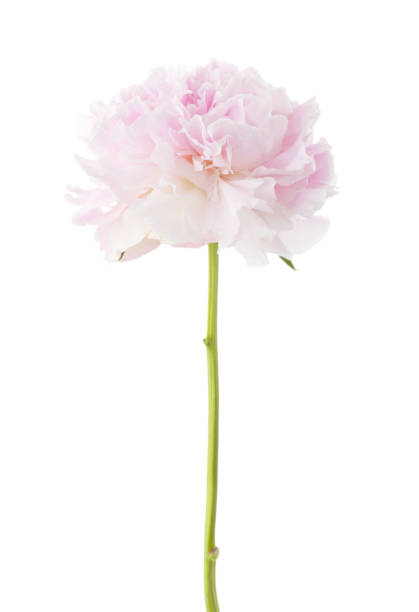 istock Light pink peony isolated on white background. 915339788