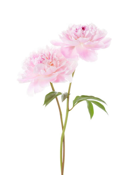 istock Two light pink peonies  isolated on white background. 915339792