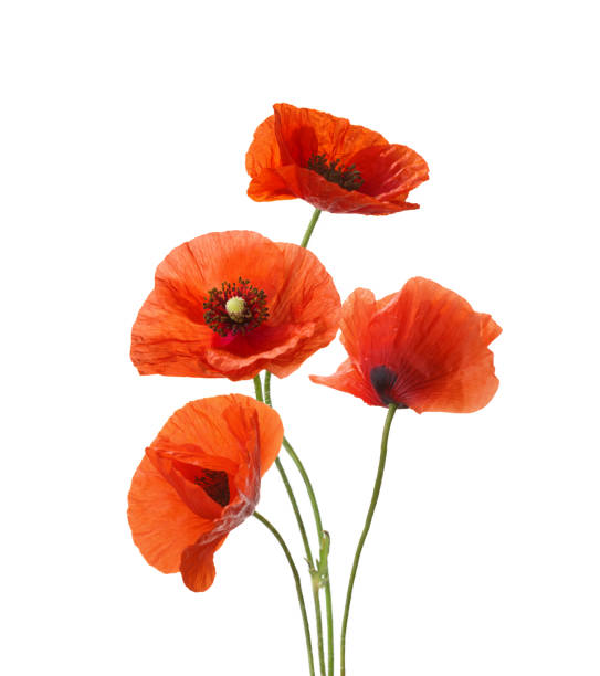 istock Four red poppies isolated on white background. 915339918