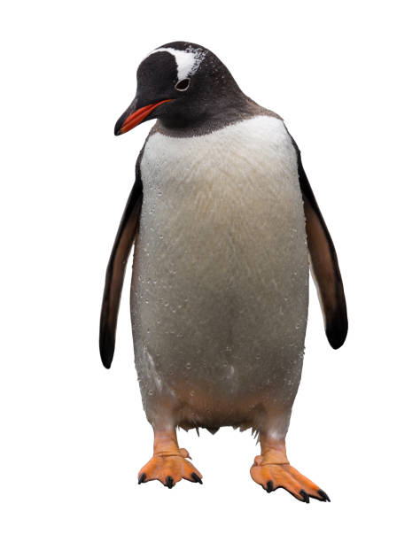 istock Gentoo penguin isolated on white 915341246