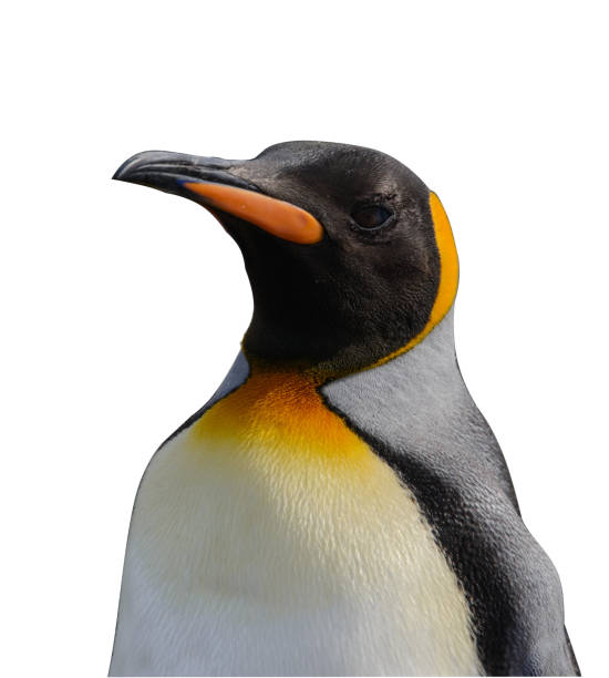 istock King penguin close up 915341282
