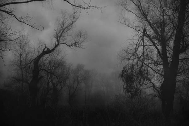 istock Spooky forest in winter mist 915343554
