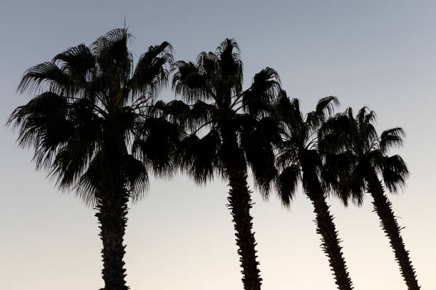 Palm Tree, Beach, Sunset,