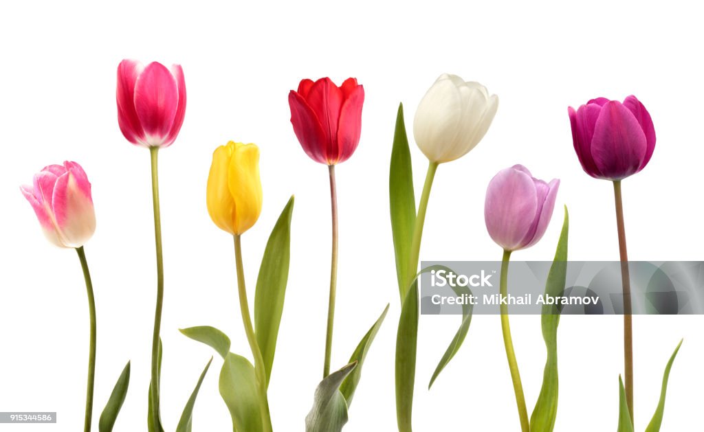 7 つの異なる色のチューリップの花のセット - チューリップのロイヤリティフリーストックフォト