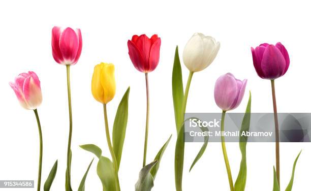 Yedi Farklı Renk Lale Çiçek Kümesi Stok Fotoğraflar & Lale‘nin Daha Fazla Resimleri - Lale, Çiçek, Beyaz Arka Fon