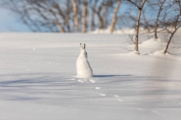 istock The mountain hare, Lepus timidus, in winter pelage, sitting with its back towards camera, looking right, in the snowy winter landscape with birch trees and blue sky, in Setesdal, Norway 915344726
