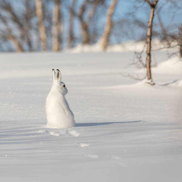 istock The mountain hare, Lepus timidus, in winter pelage, sitting with its back towards camera, looking right, in the snowy winter landscape with birch trees and blue sky, in Setesdal, Norway. Square image 915344770
