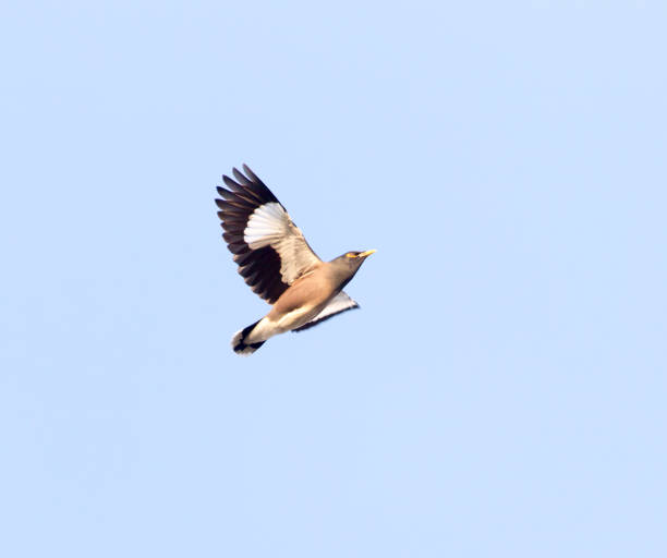 istock Starling in flight against blue sky 915348948