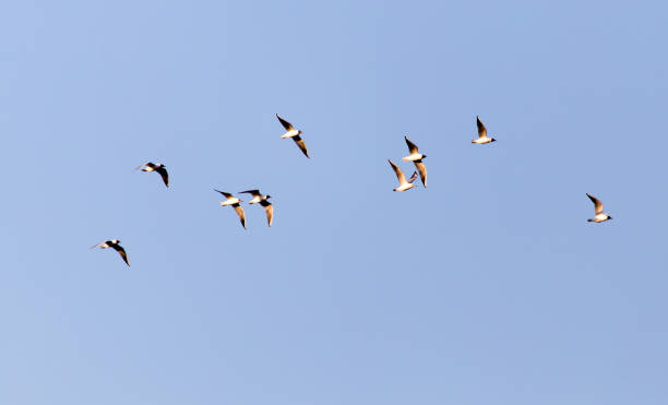 istock a flock of seagulls against a blue sky 915349036