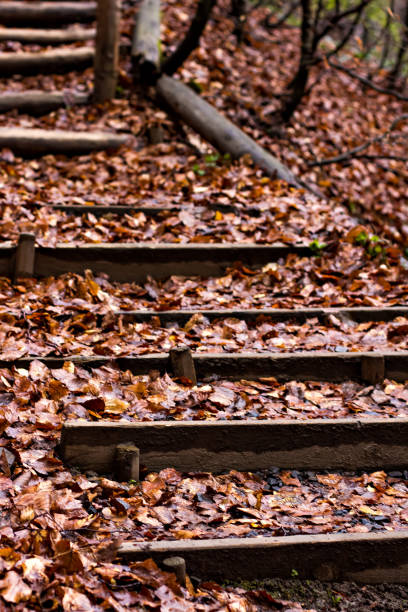 una scala in legno coperta di foglie cadute. - duke gardens foto e immagini stock