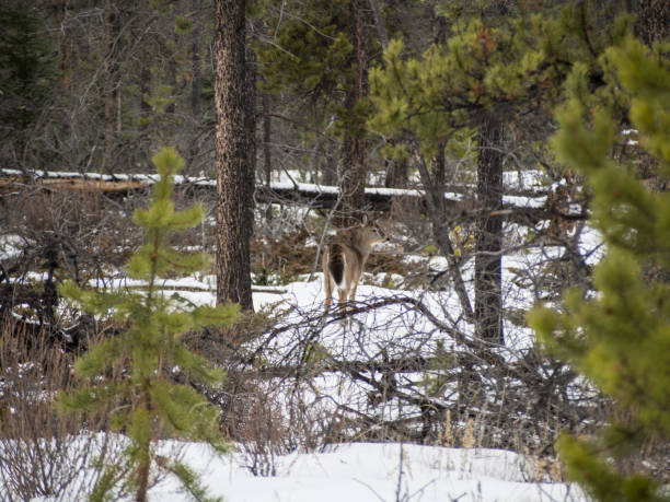 istock Beautiful white-tailed deer in Jasper National Park 915349590