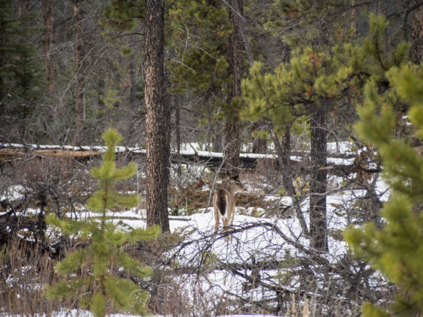 istock Beautiful white-tailed deer in Jasper National Park 915349650