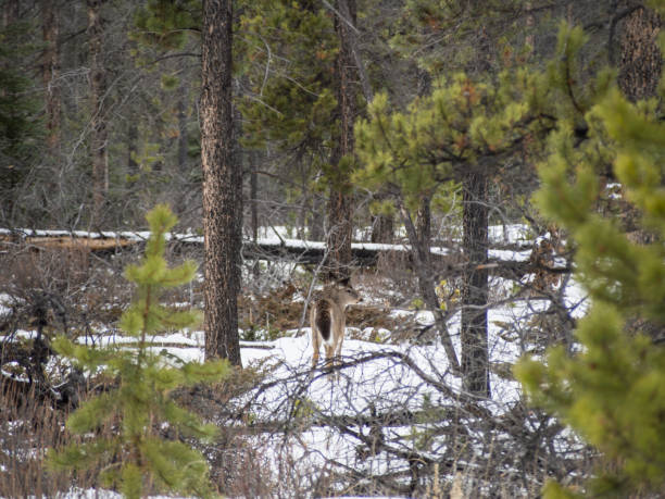 istock Beautiful white-tailed deer in Jasper National Park 915349712