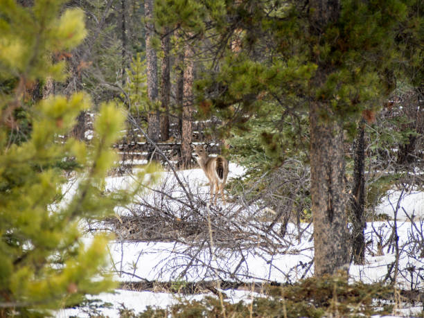 istock Beautiful white-tailed deer in Jasper National Park 915349760