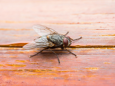 Macro portrait of the Fly with on the weathered wooden board