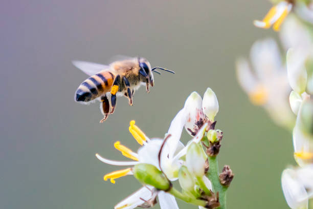 пчела пролетела над цветком хлорофитума кроокиана - worker bee стоковые фото и изображения