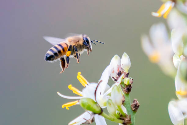 biet flyger över blomman av chlorophytum krookianum - carpel bildbanksfoton och bilder