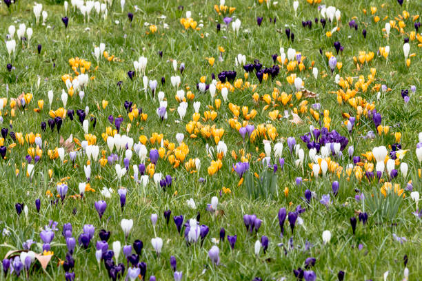 istock White, yellow and purple crocus flowers in a spring meadow 915349906