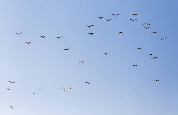 istock a flock of seagulls against a blue sky 915350088