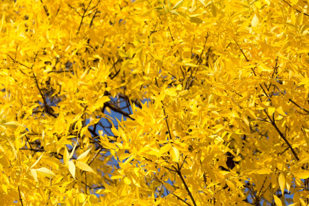 istock yellow leaves on the tree in autumn 915352964