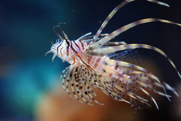 istock beautifull sea marine aquarium 915353362