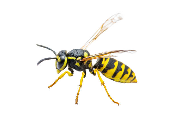 istock Yellow Jacket Wasp Insect Isolated on White 915353816