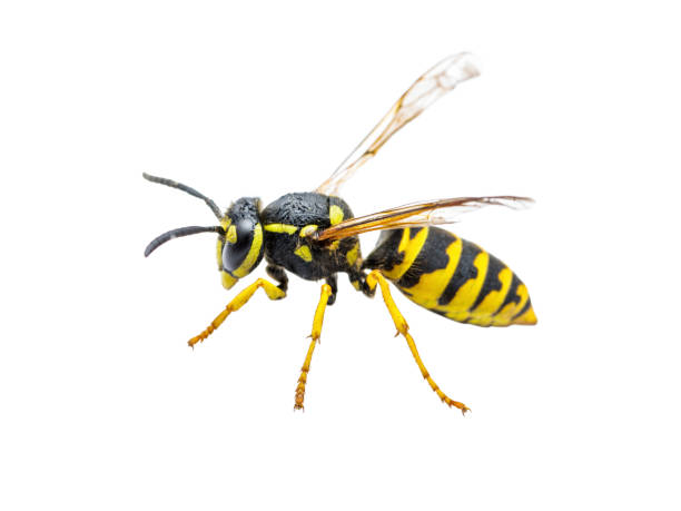 Yellow Jacket Wasp Insect Isolated on White stock photo