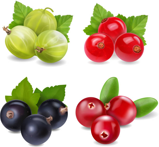 ilustrações de stock, clip art, desenhos animados e ícones de realistic berries set with cranberry, red currants, gooseberry and black currant on white background isolated - black currant currant black fruit