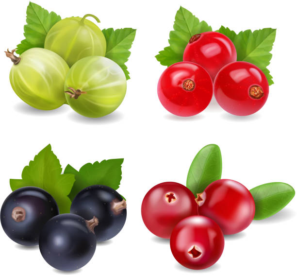 Realistic Berries With Red Currants And Black Currant On White Background Stock Illustration - Download Image Now - iStock