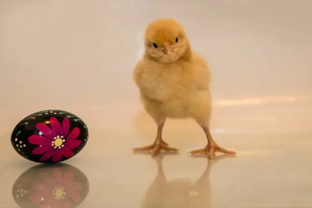 Baby chick with a decorative egg