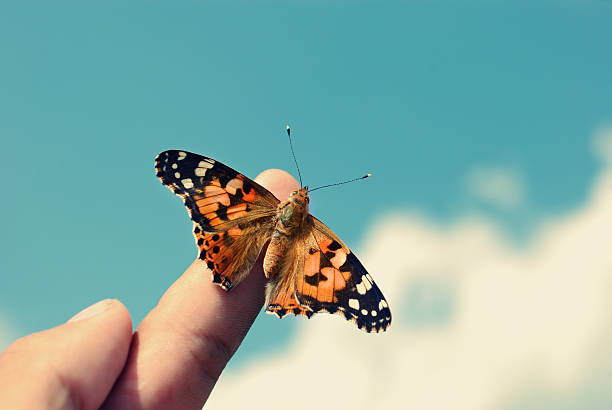 pequeno com asas de borboleta spreaded sentado em um dedo humano - close up touching animal antenna imagens e fotografias de stock